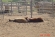 Interaction with Horses