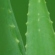 Aloe Vera Extract