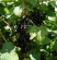 Black Currant Extract