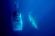 Great White Shark Expeditions