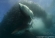 South Africa Sardine Run