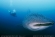 Sharks in the Galapagos