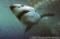 Great White Shark Expeditions