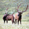 High-End Hunting Operation Auctions Free Range Elk Hunt on eBay