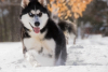 Pet Insurance from Trupanion Becomes Available in Alaska