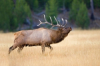 The Hunting Broker Provides New Options for Hunters and Outfitters Alike
