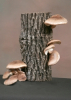 Good Taste, Good Fun -- Shiitake Mushroom Log Kits for Father's Day