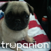 Trupanion Pet Insurance Offers Fourth of July Advice to Pet Owners