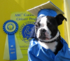Southern California Canines Become AKC S.T.A.R. Puppies