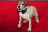 Penelope Ann Miller & Uggie from the Artist to Announce Nominations for Dog News Daily's 1st Annual Golden Collar Awards