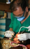 Supportful Foundation Advances Charitable Dentistry in U.S. with Dental-ful Program