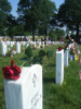 Memorial Day Roses Honor Those Who Have Given the Ultimate Sacrifice