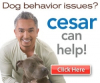 Leading Online Shopping Mall MyReviewsNow.net Announces the Launch of Cesar Millan's 2012 Holiday Gift Guide