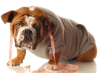 Local Veterinary Hospital Holds Pet Weight Loss Contest