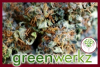 Greenwerkz Releases R4 Ultra-High CBD, Non-Psychoactive Strain as "Open Source"