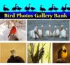 Well Known Bird Photographer, G. Cope Schellhorn, Uses the Internet to Display His Best Bird Photos