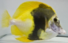 Tropical Fish Wholesaler Sun Pet Ltd. Lands a Great Catch with an Aberrant Scopas Tang
