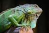 A One Stop Guide for Iguana Care Now Available
