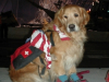 Montclair Disaster Relief Canine: Animal Planet Documentary Pays Tribute to Hero Dogs of 9/11 in Documentary Special