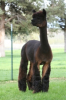 Alpaca's Creating a Punch at a 33% Increase This Year in New Owners, Adding to Washington’s Home Industry Economy