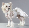 Renowned Designer, Mario Laliberté of La Maison Vienna Couture Canine Unveiled the Futuristic Royal Dress