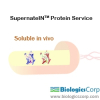 BiologicsCorp Launches Supernatant Protein Expression Service