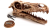 Fire & Bone Project Releases New Wearable Miniature Skull Replicas from Real Animals, Including Dinosaur and Dire Wolf