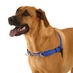 Bark Busters Introduces New Dog Harness - WaggWalker