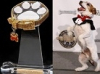 Golden Collar Awards Creator and Pet-Friendly Companies to Create Life Saving Programs