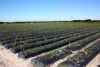 Hillsborough County, FL 504+ Acres of Prime Agricultural Land to be Sold Regardless of Price