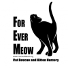 FoEverMeow Awarded Prestigious Best Friends Grant for Kitten Nursery