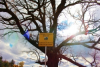 Safari Tree Explores Michigan's Largest Oak Tree