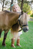 Envision Brings Horses to Help Kids at Camp Kangaroo