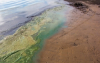 Florida’s Toxic Algae Blooms: Could This Happen in North Carolina?