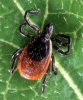 Lyme Disease: Designer Drugs Urgently Needed