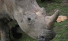 New Social Platform, IamAction.com, Offering $25,000 Reward to Help Find French Rhino Poachers