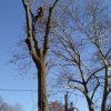New York Long Island Tree Service Brings a Redefined Experience to Garden, Flowers and Trees Unlike Any Other Company