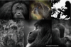 Twinpanzee 4 Chimpanzees! Twinpanzee Brewing Co & Kristi Odom Photography to Host “Primates 4 Primates” Fundraiser for Liberia Chimpanzee Rescue & Protection Feb 11, 2018