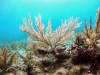 International Coral Reef Initiative Releases Report on Sunscreens and Coral Reefs
