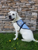 Custom Trained Autism Service Dog Delivered to 5-Year-Old Boy in Kingston, Ontario