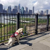 Seizure Response Service Dog Delivered to Woman with Epilepsy in Brooklyn, NY