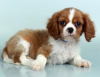 Chews A Puppy in Ocoee, Florida Has Announced Their Partnership with Chews Adoption