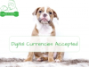 You Can Now Buy a Puppy with Crypto Currencies from Chews A Puppy