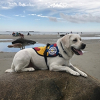 Autism Service Dog from SDWR Delivered to 7-Year-Old Boy in York, Maine