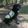 Diabetic Alert Dog Delivered to Woman with Type 1 Diabetes in Holly Springs, NC