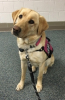 Custom Trained Diabetic Alert Dog Delivered to Family in Kettering, Ohio