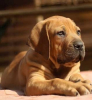 Chews A Puppy - Finding a Good Dog Breeder in Orlando, Florida