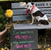 Canine Company Launches Campaign to Find a Home for Dog That's Spent 500 Days in a Shelter