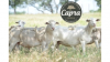 Texas Meat Company, Capra Lamb, Becomes World’s First to Receive Global Animal Partnership Step 5® Animal Welfare Certification