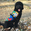 Autism Service Dog Delivered to 8-Year-Old Boy in Redford, MI